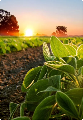 Consórcio no agronegócio: investimento e visão a longo prazo