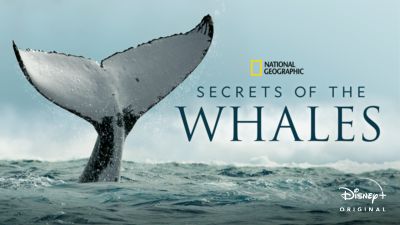 Secrets of the whales