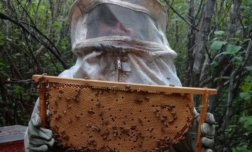 Apicultores do Sertão do Araripe planejam entreposto para facilitar escoamento do mel