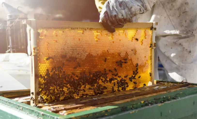 Apicultores do Sertão do Araripe se reúnem para fortalecer cadeia produtiva do mel