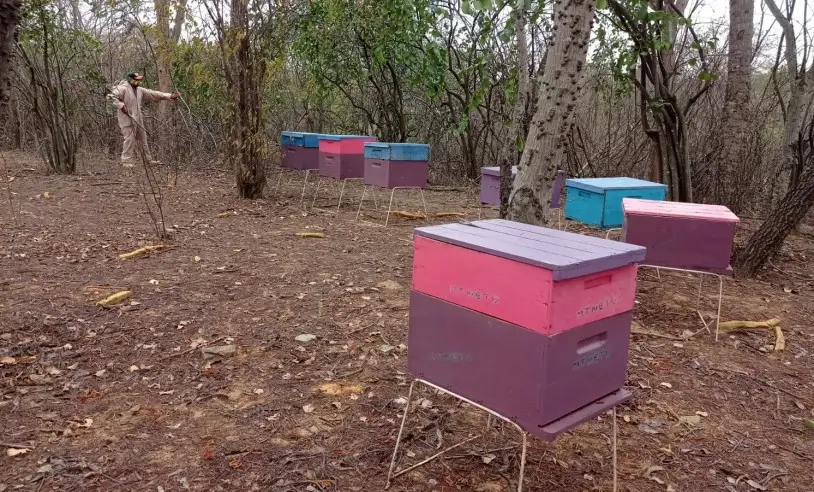 Sebrae inicia ciclo de consultorias para apicultores do Sertão do Araripe