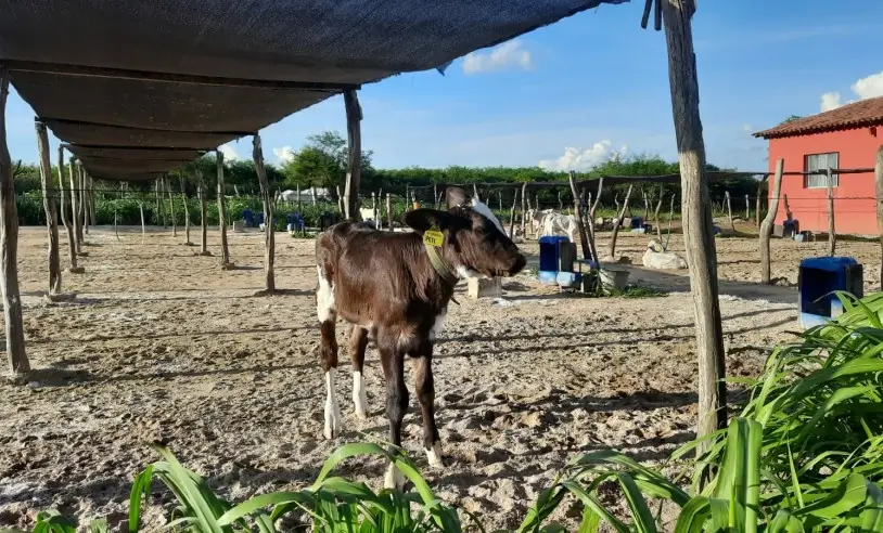 Produtores de leite do Agreste usam inseminação artificial para aumentar a produtividade do rebanho