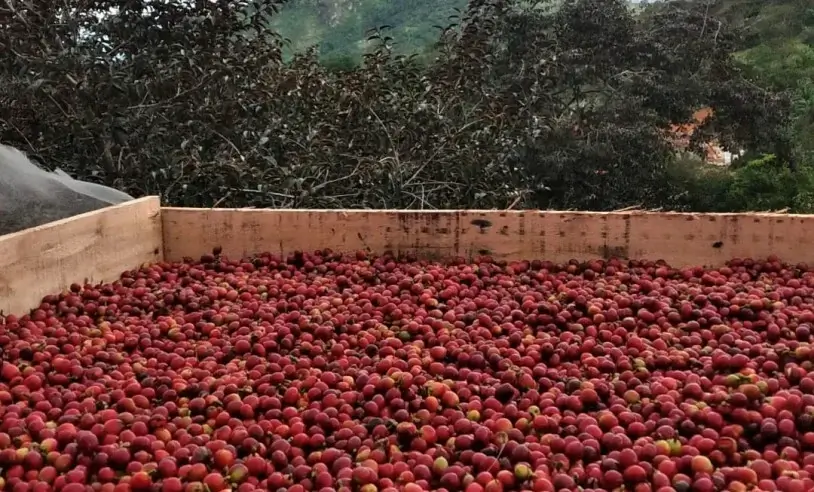 Sebrae desenvolve programa de manejo eficiente para produtores de café em Taquaritinga do Norte